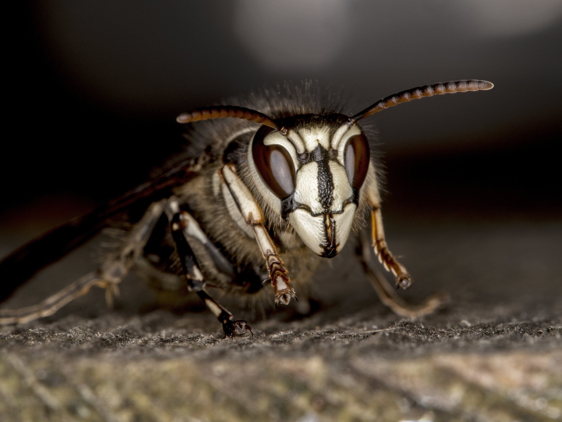 Bald-faced Hornets