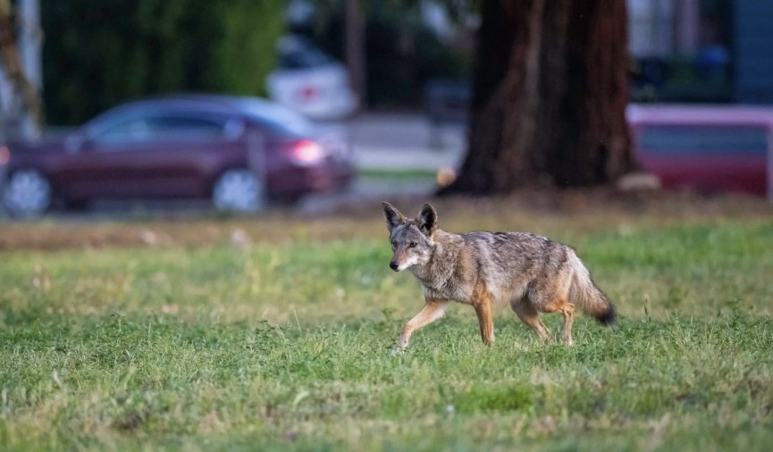 Coyote Sightings
