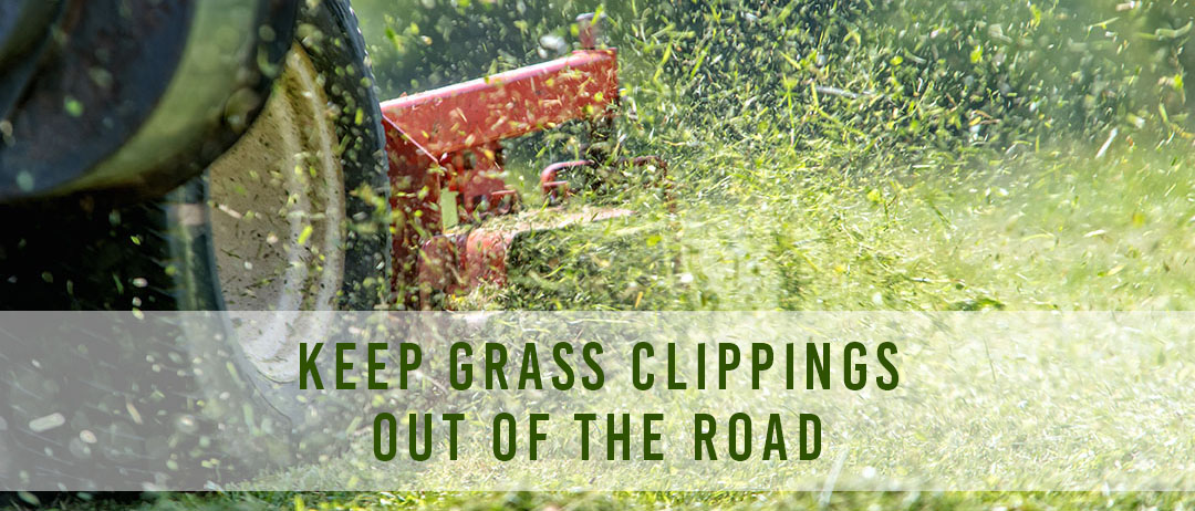Grass In The Roadway